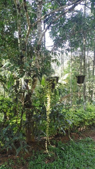 Coffee Camp Home Stay With Tree House Kattappana Exterior foto