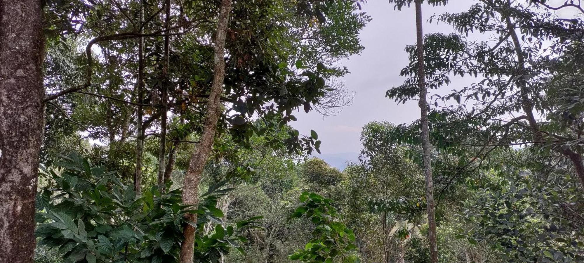 Coffee Camp Home Stay With Tree House Kattappana Exterior foto